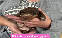 Miniature Dachshund dogs for sale: Miniature dachshund puppies - Image 20