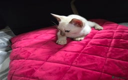 Siamese cats for sale:  First Generation Pedigree Tonkinese Kittens  - Image 10