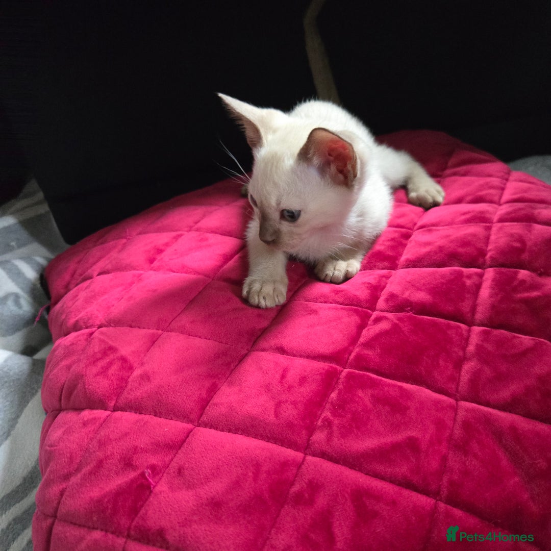 Siamese cats for sale:  First Generation Pedigree Tonkinese Kittens  - Image 10