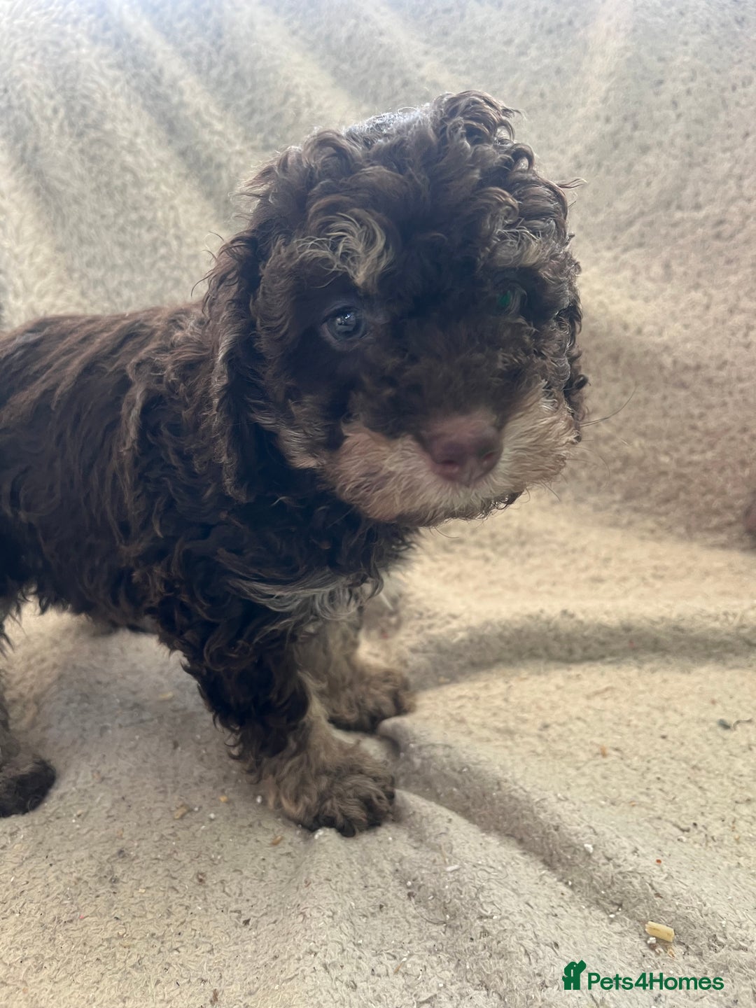 Toy Poodle dogs for sale: Toy poodle puppies - Advert 11