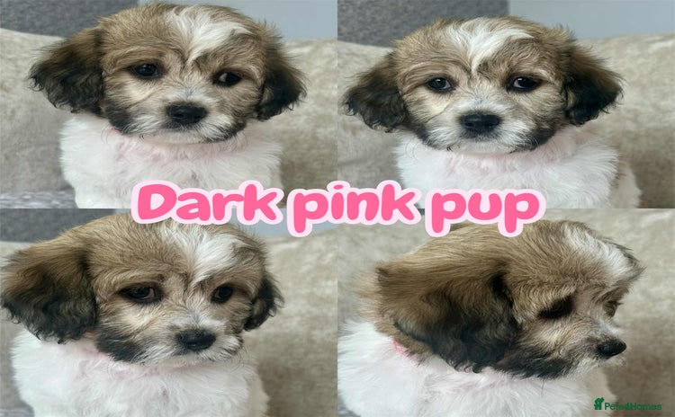 Mixed Breed dogs - Advert 1