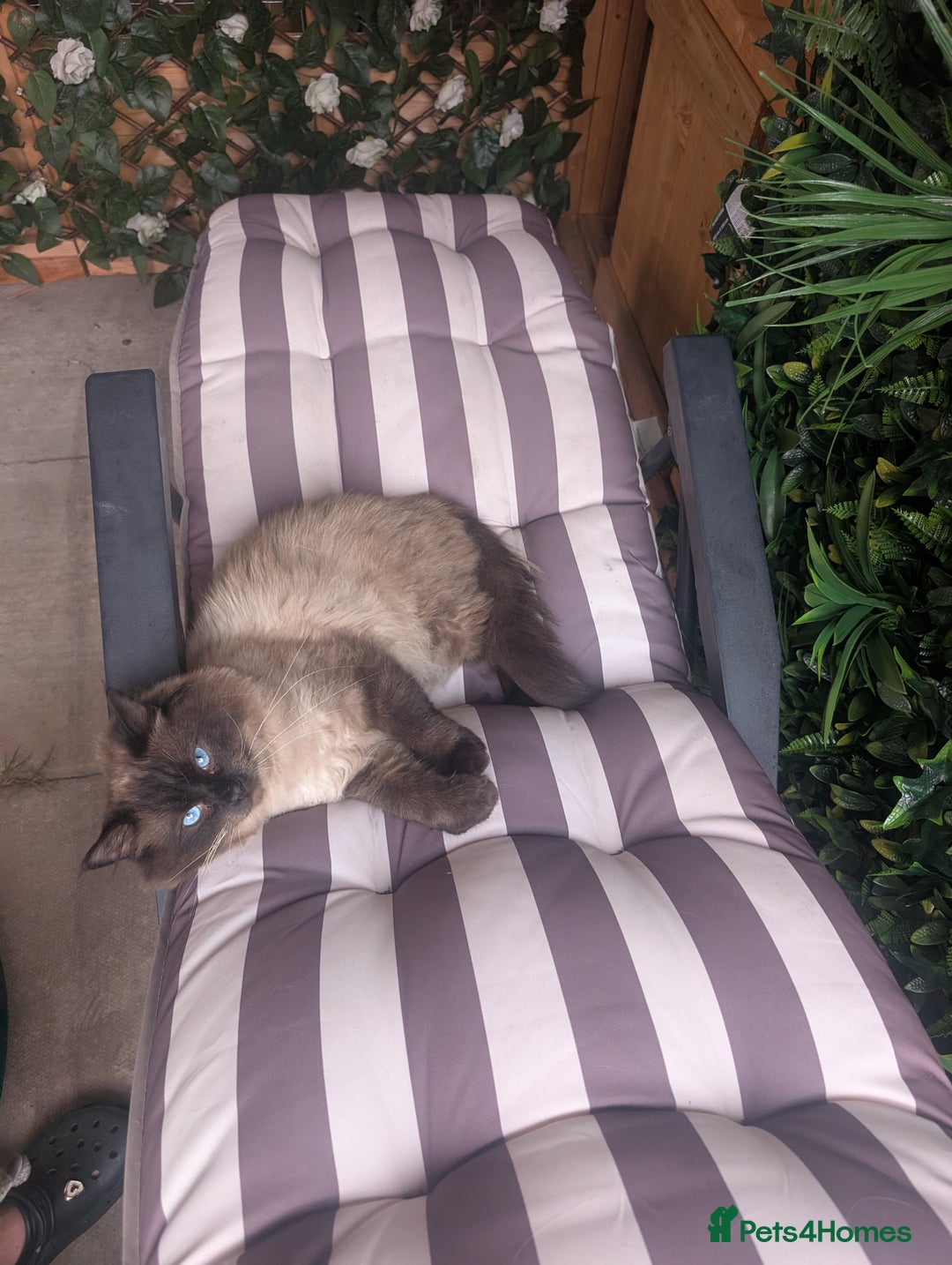 Ragdoll cats for sale: Absolutely gorgeous mink seal ragdoll for sale  - Image 3