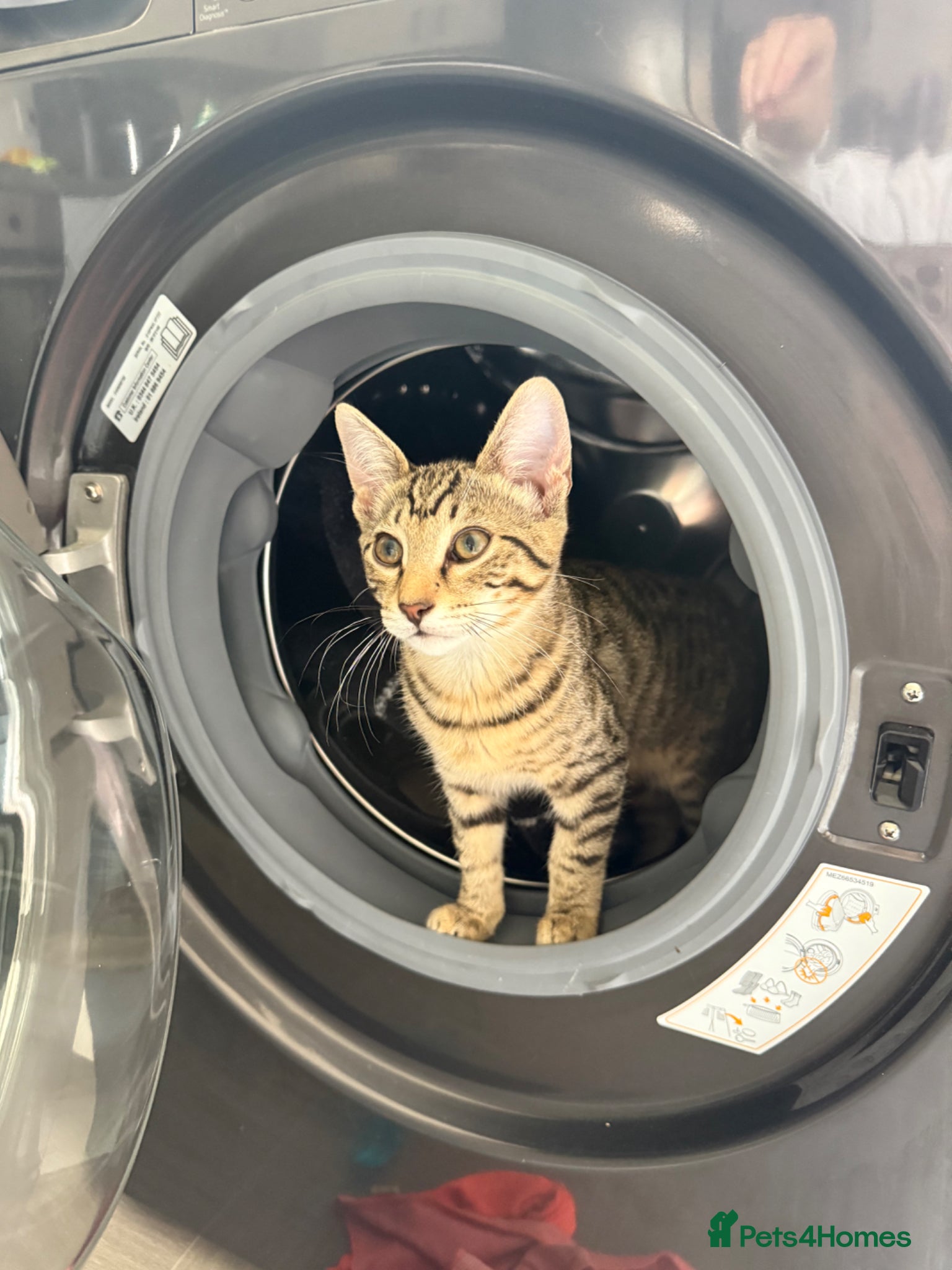 Savannah cats Beautiful Savannah kitten - Advert 18
