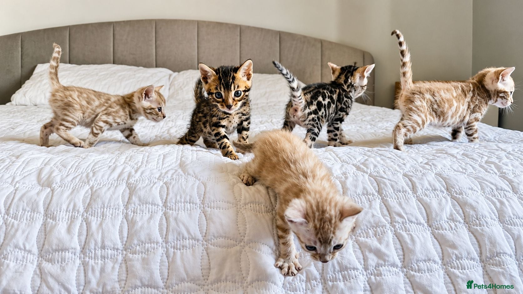 Bengal cats TICA Genetic Health Tested Snow Silver Kittens - Advert 1