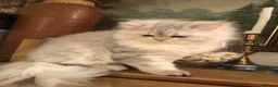 British Shorthair cats for sale: British shorthair kittens  - Advert 10