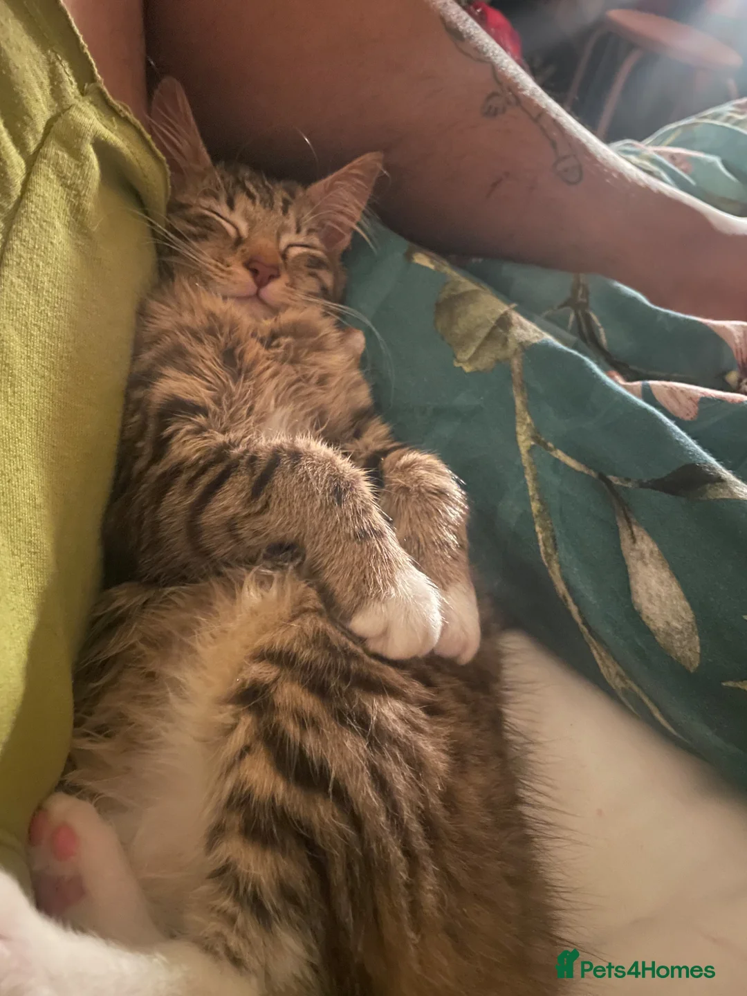 Mixed Breed cats for sale: Half Siamese kitten  in Wolverhampton - Advert 3