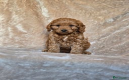 Cavapoo dogs for sale: Gorgeous Fox Red Cavapoo health tested parents  - Image 4