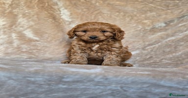Cavapoo dogs - Advert 2