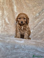 Cavapoo dogs - Advert 2