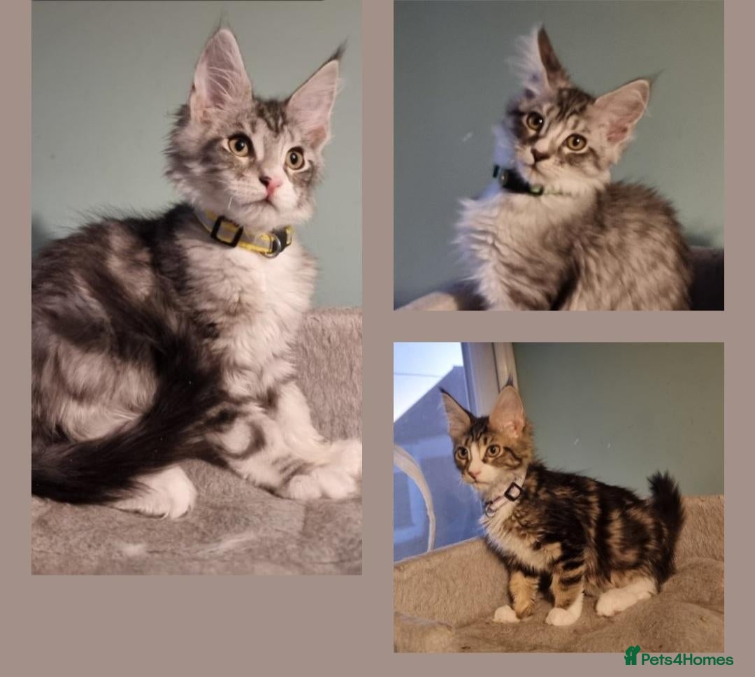 Maine Coon cats Tica!! Amazing kittens - Advert 8