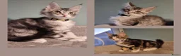 Maine Coon cats for sale: LAST 2 BEAUTYFULL KITTENS Tica Reg.!! - Advert 3