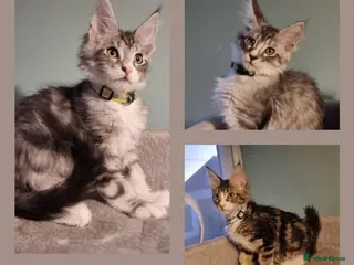 Maine Coon cats Tica!! Amazing kittens - Advert 8