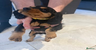 Cocker Spaniel dogs - Advert 6