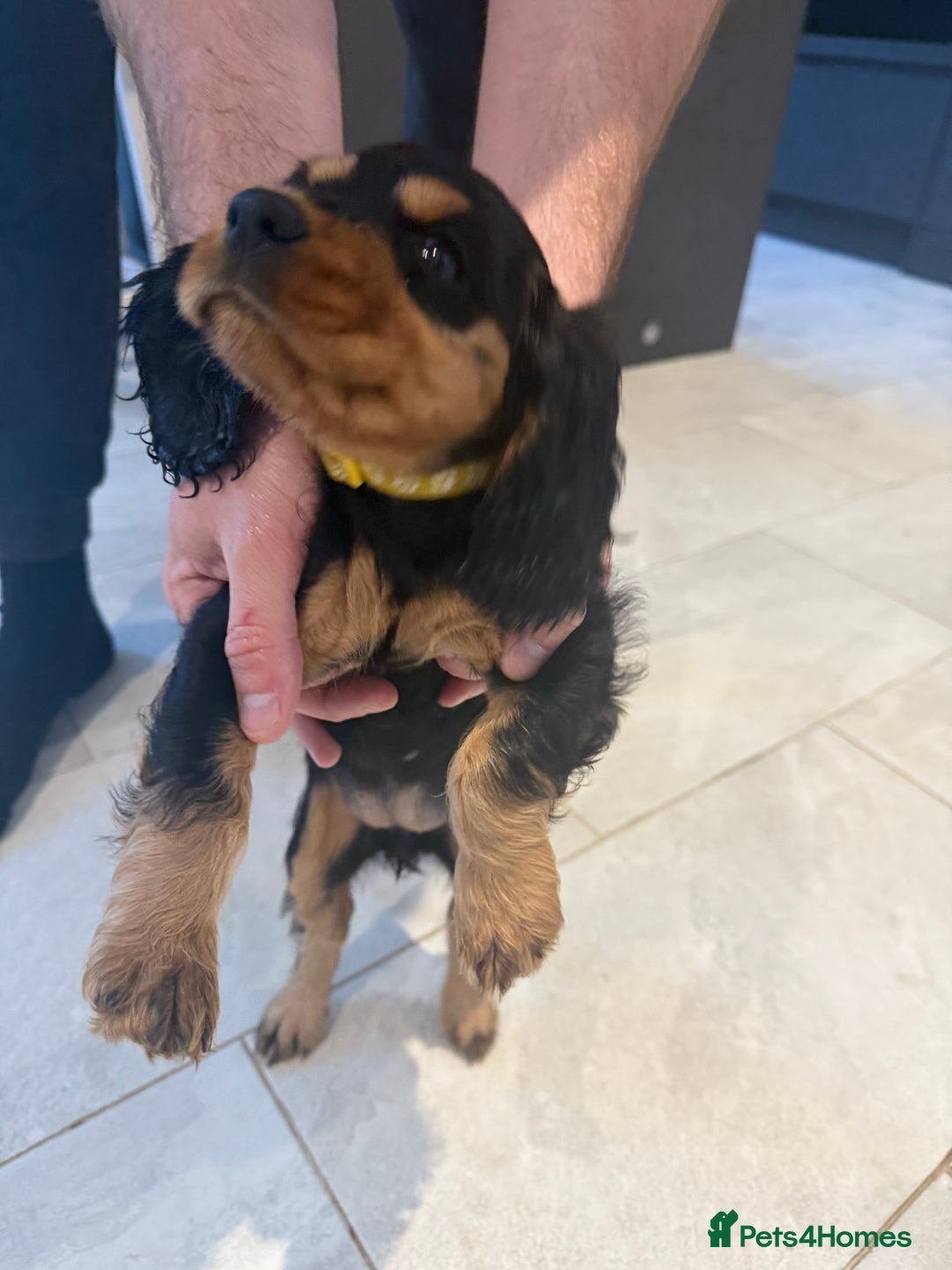 Cocker Spaniel dogs for sale: stunning female, black & tan cocker spaniel pup - Image 3