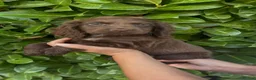 Cocker Spaniel dogs for sale: Cocker spaniel puppies  in Cambridge - Advert 6