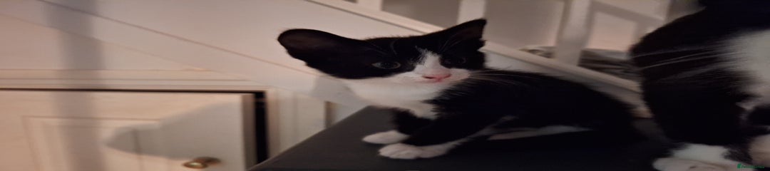 Domestic Shorthair Kitten 1