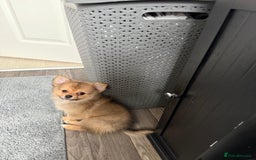 Pomeranian dogs for sale: Pomeranian girls for sale  - Image 1