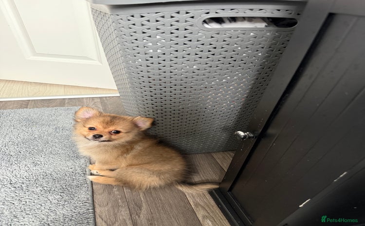 Pomeranian dogs - Advert 9