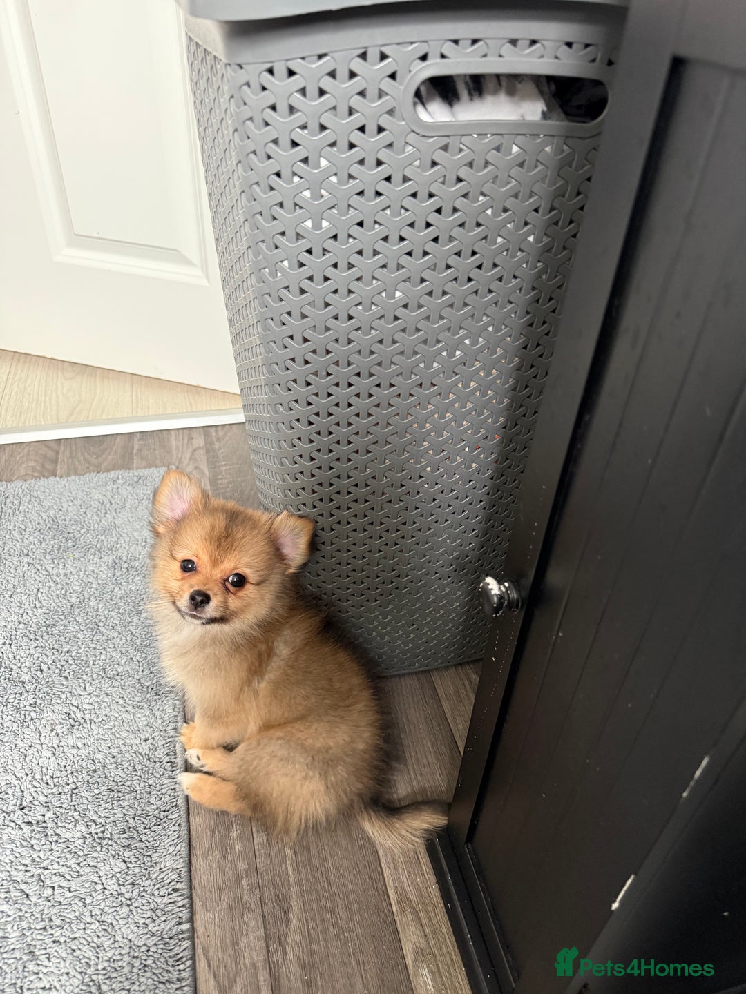 Pomeranian dogs for sale: Pomeranian girls for sale  - Image 1