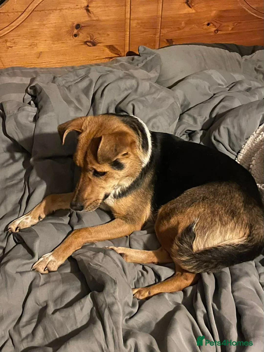 Mixed Breed dogs for adoption: Super mum Rhea in North Shields - Advert 2