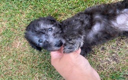 Mixed Breed dogs for sale: Bedlington Terrier X Whippet Puppies ⭐️ - Image 7