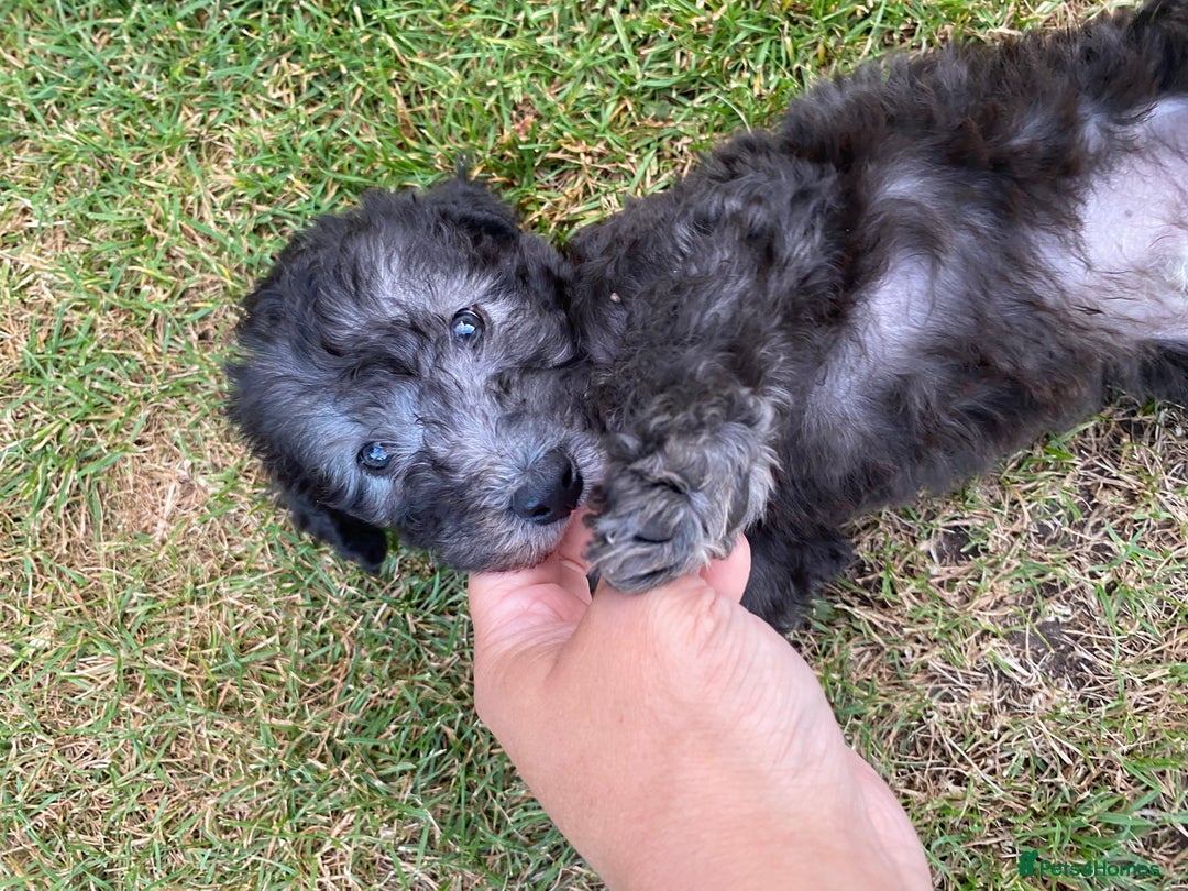 Mixed Breed dogs for sale: Bedlington Terrier X Whippet Puppies ⭐️ - Image 7
