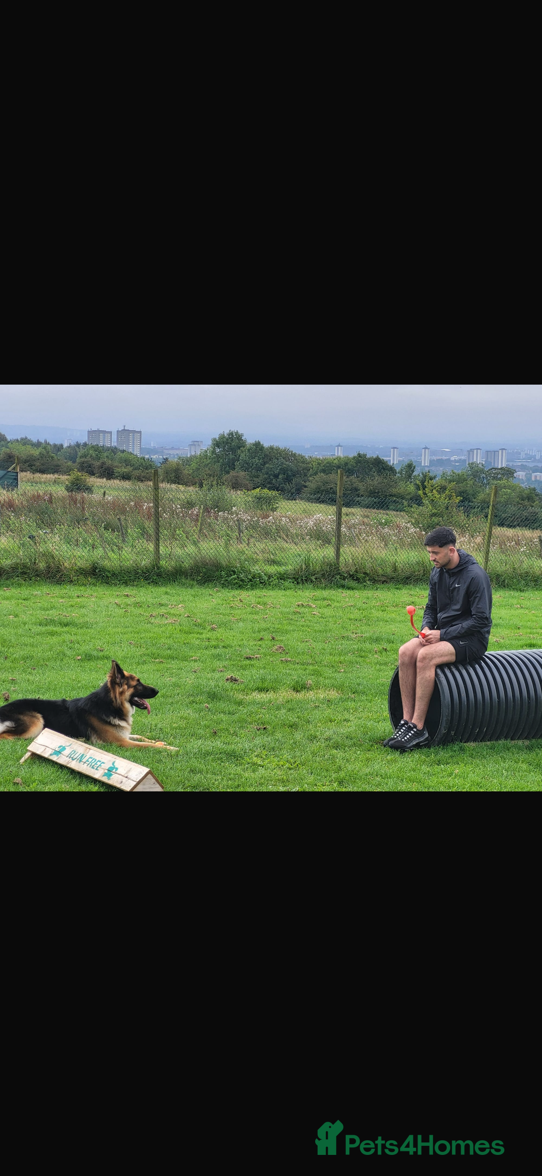 German Shepherd dogs for stud: Bearr - Image 5