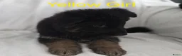German Shepherd dogs for sale: Gorgeous German Shepherd Puppies For Sale - Advert 33