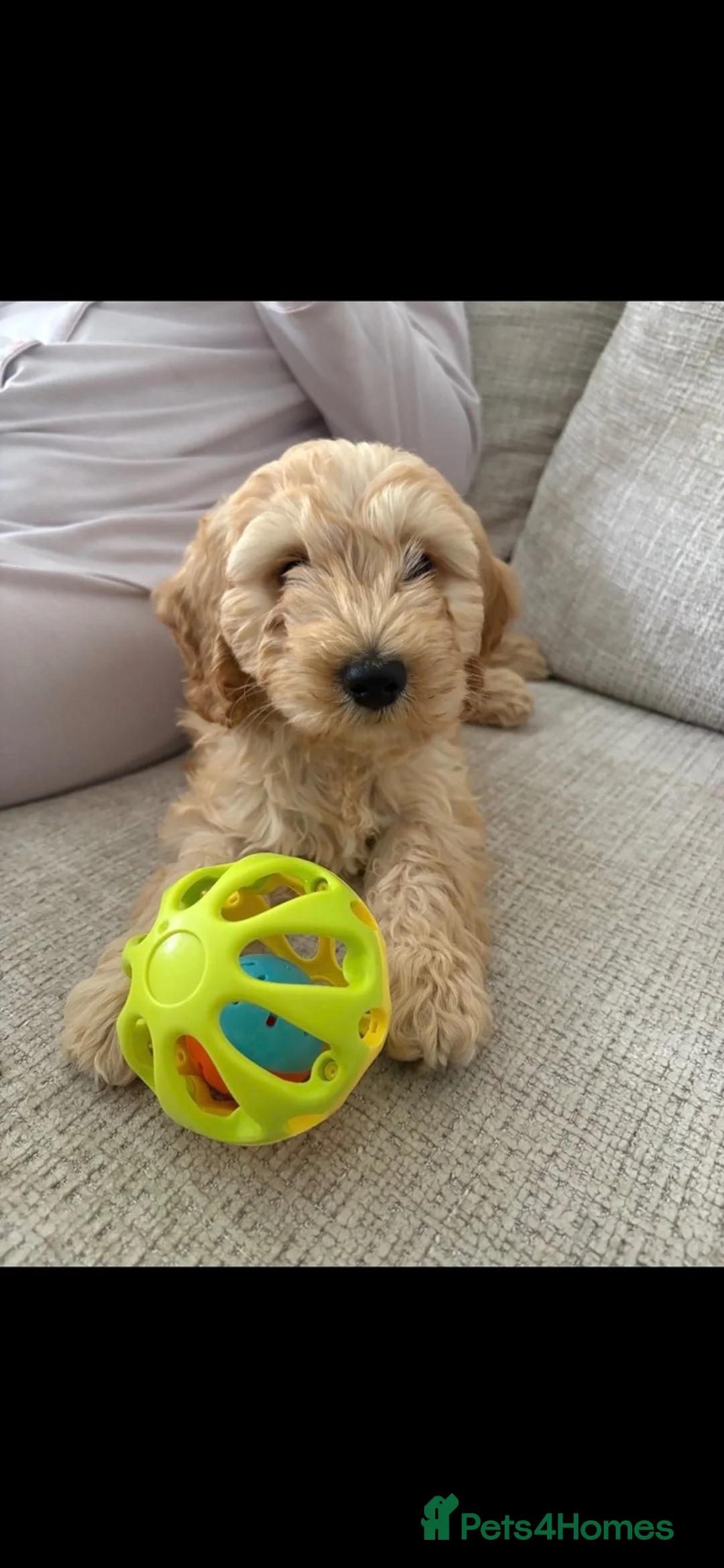 Cockapoo dogs for sale: Golden colour Cockapoo for sale  - Advert 2