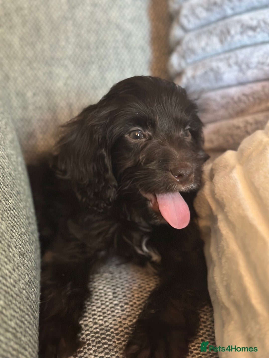 Cockapoo dogs for stud: 🐶 F1 Miniature Cockapoo Stud Available 🐶 - Advert 9