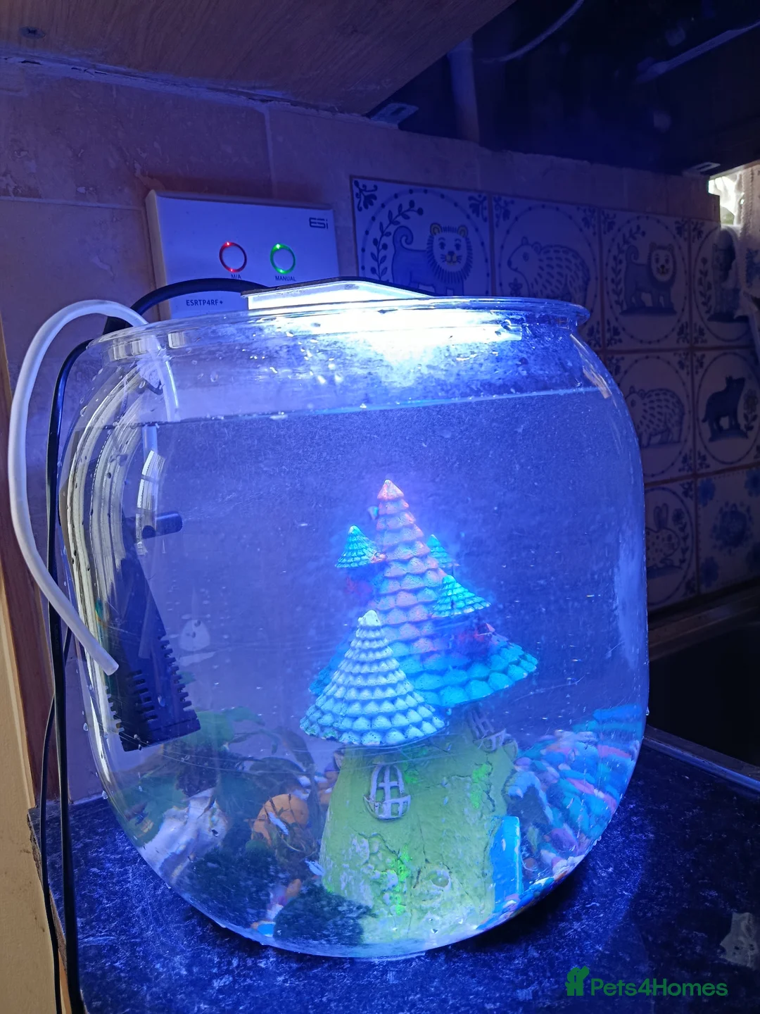 Bettas fish for sale: Purple Betta, 4 Corydoras, Catfish and Apple snail - Advert 1