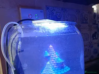 Bettas fish for sale: Purple Betta, 4 Corydoras, Catfish and Apple snail - Advert 2