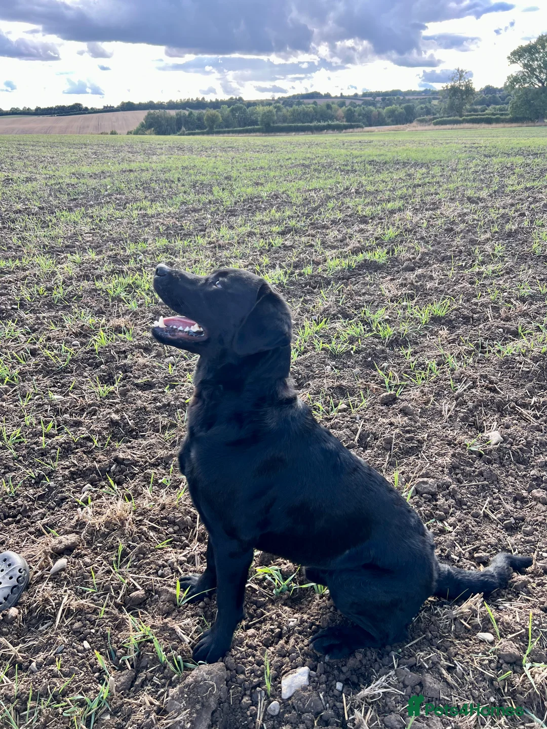 Labrador Retriever dogs for stud: Stud Dog available - Advert 2