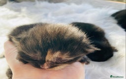 British Longhair cats for sale: British Long Hair Kittens - Image 3