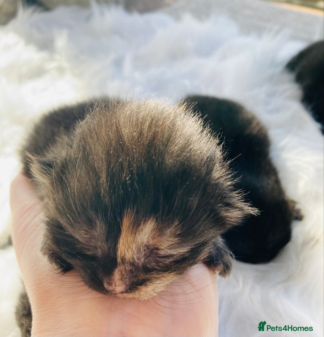 British Longhair cats for sale: British Long Hair Kittens - Image 3