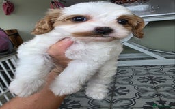 Cavapoo dogs for sale: Blenhiem cavapoo puppies  - Image 11