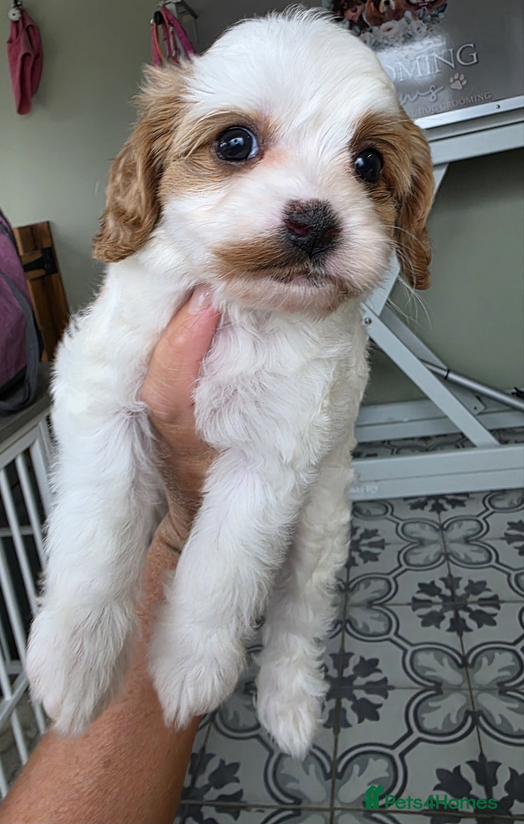 Cavapoo dogs for sale: Blenhiem cavapoo puppies  - Image 11