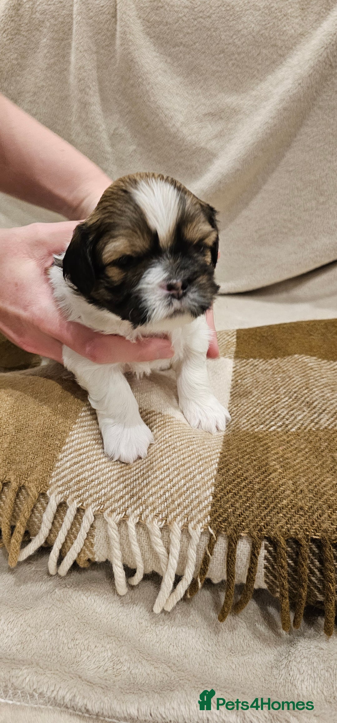 Lhasa Apso dogs for sale: Stunning pedigree Lhasa Apso Puppies - Advert 32