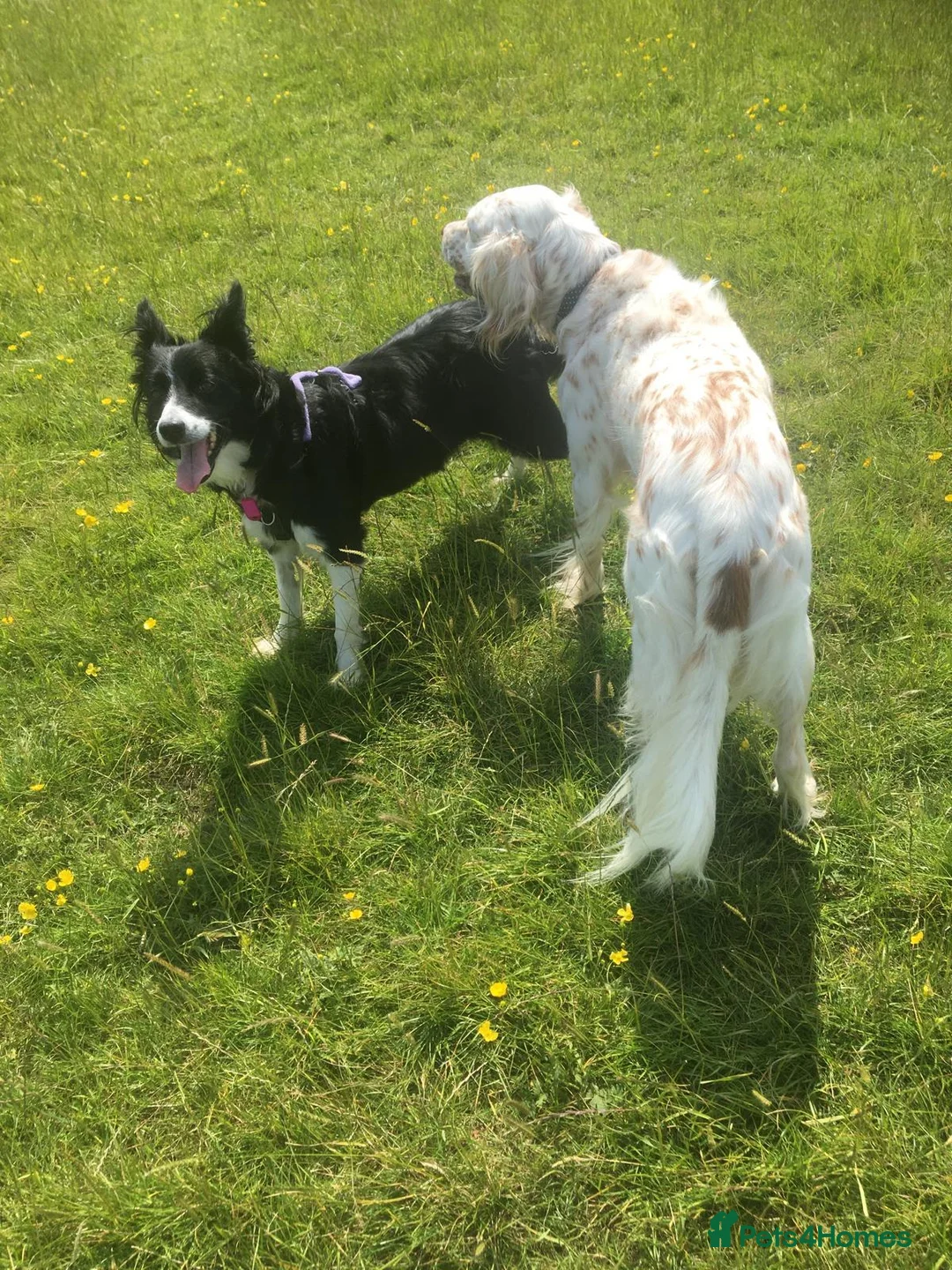 Border Collie dogs for adoption: Reyna  in ELY - Advert 2