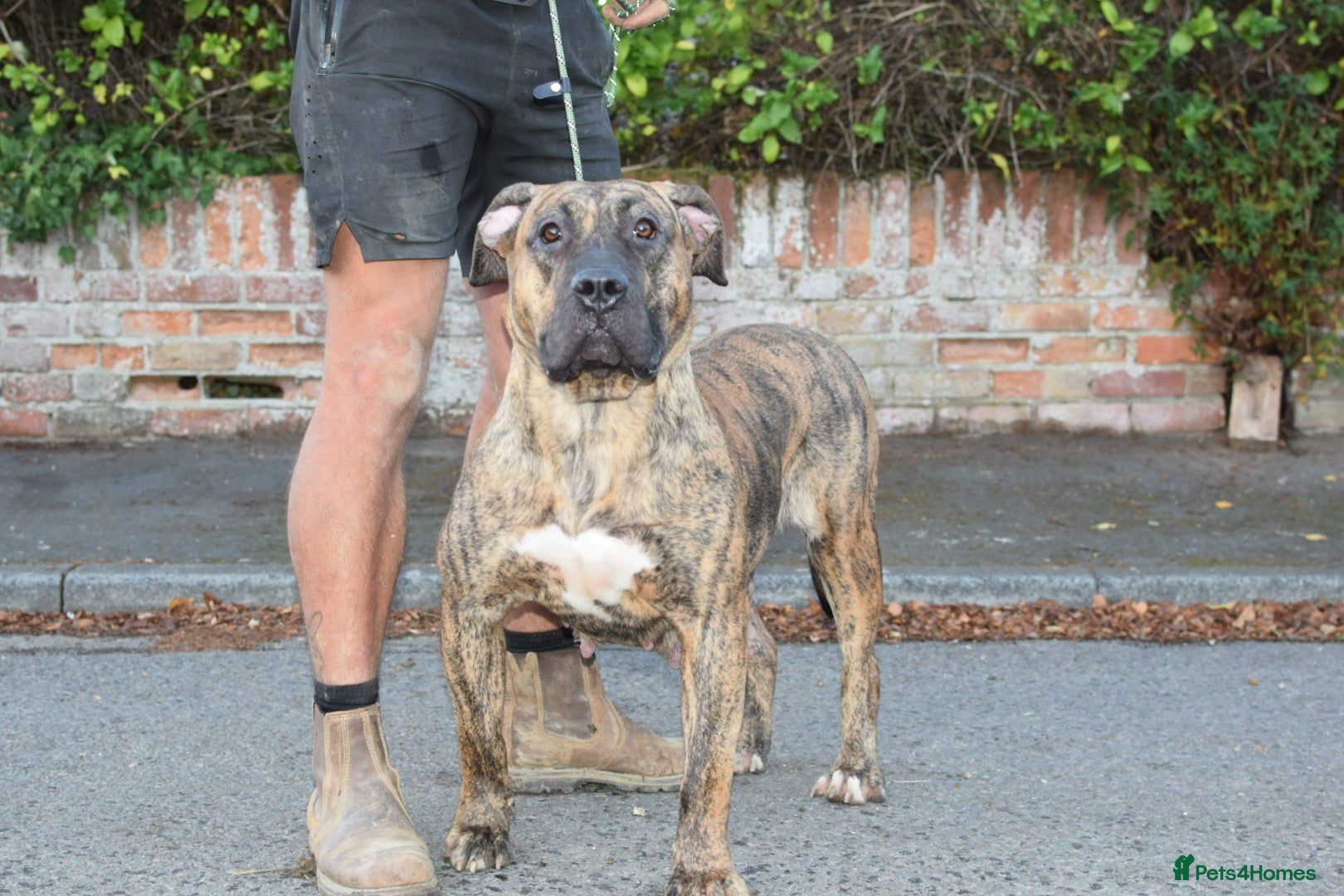 Presa Canario dogs Presa Canario puppies champion bloodlines - Advert 2