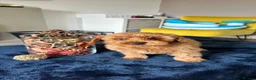 Toy Poodle dogs for sale: 🤩Stunning, Intelligent & Cuddly Fur Babies ⭐️😍 in Walsall - Advert 18