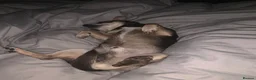 Chihuahua dogs for adoption: SWEETEST BOY HUGO 💔💔💔 - Advert 2