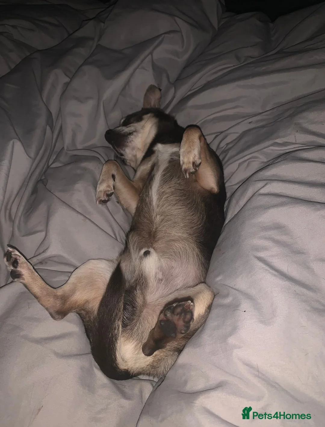 Chihuahua dogs for adoption: SWEETEST BOY HUGO 💔💔💔 - Advert 2