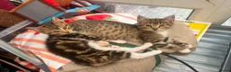 Mixed Breed cats for sale: Adorable kittens - Advert 19