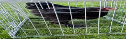 Chickens poultry for sale: Pair of brahmas - Advert 27