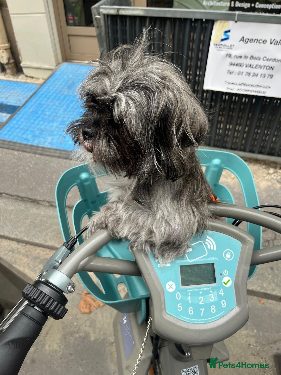 Mixed Breed dogs for sale: Lili - A Tiny Rescue Terrier Mix Angel 💕  - Image 5