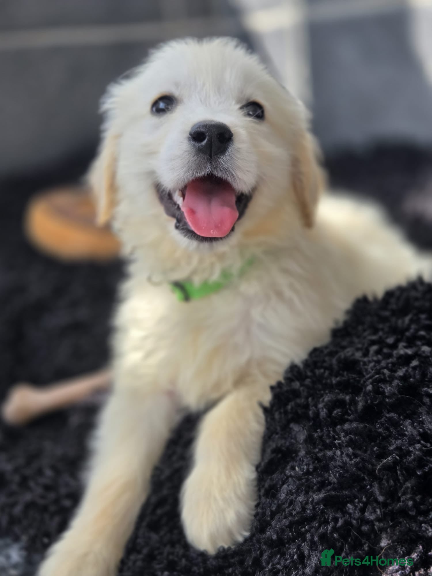 Golden Retriever dogs Beautiful golden retriever pups  - Advert 1