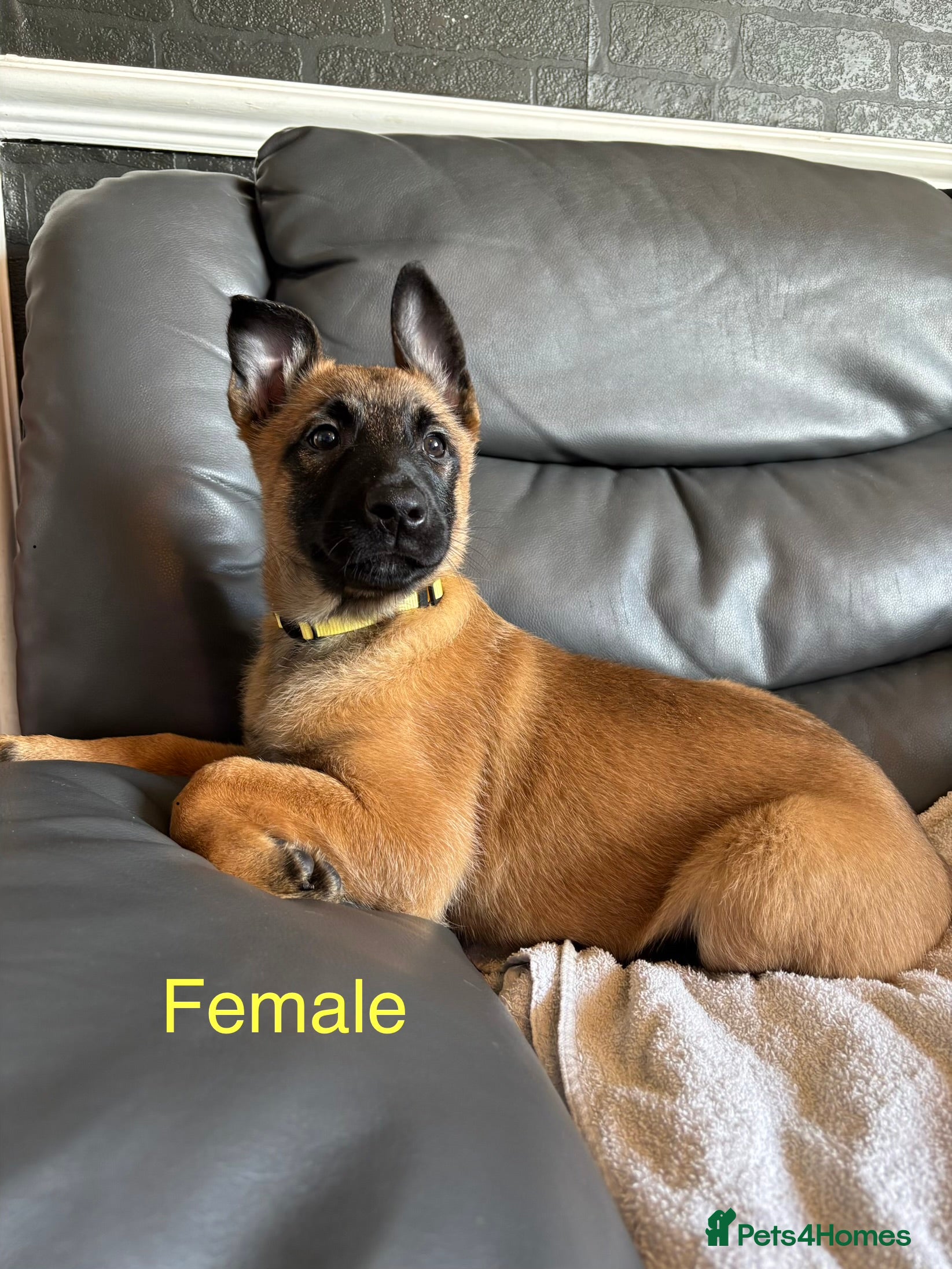 Belgian Shepherd Dog dogs 9 week old pure Belgian Malinois puppies for sale  - Advert 1