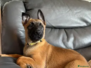 Belgian Shepherd Dog dogs 9 week old pure Belgian Malinois puppies for sale - Advert 1