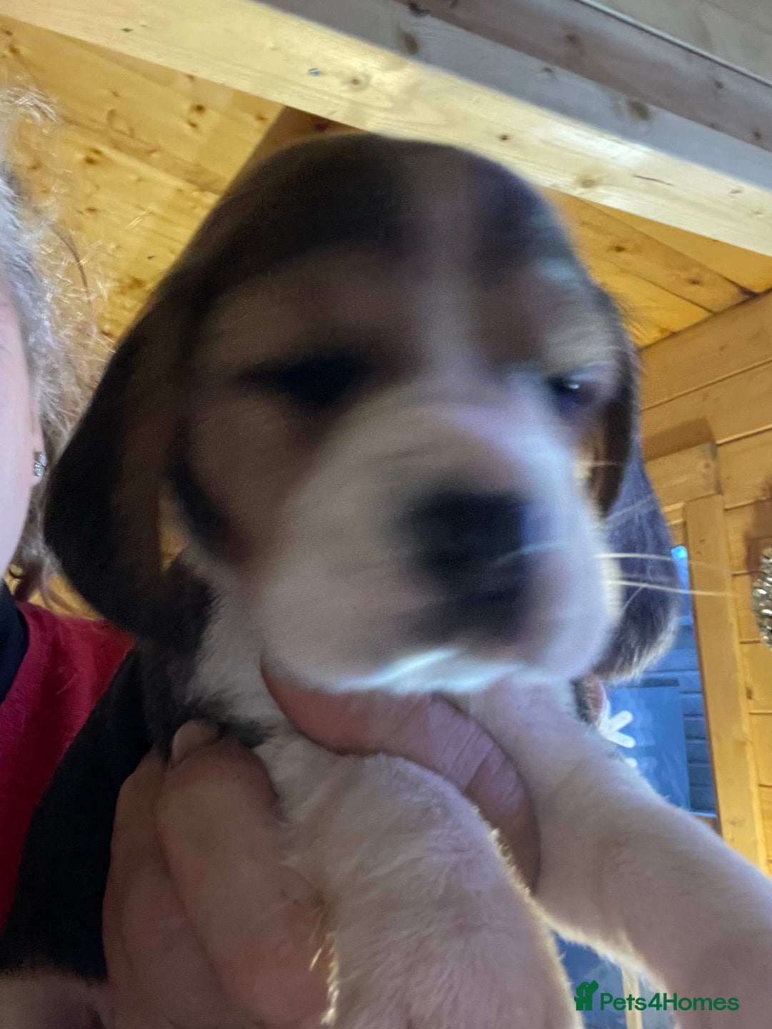 Beagle dogs for sale: 2tri girls kc reg ready after  **   - Advert 15